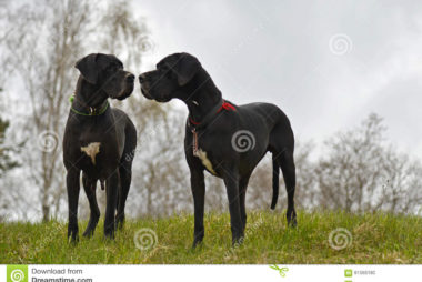 Great Dane