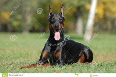 Doberman