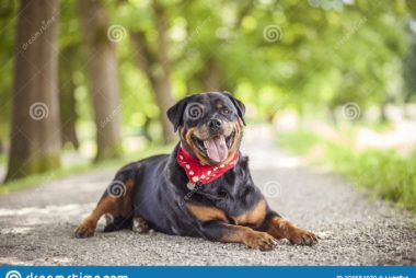 Rottweiler